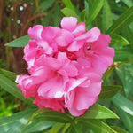 3 Pink Oleander Plants Live, 4 to 6 Inches Tall, Live Oleander Plants, Well Rooted for Gardening Indoor Outdoor