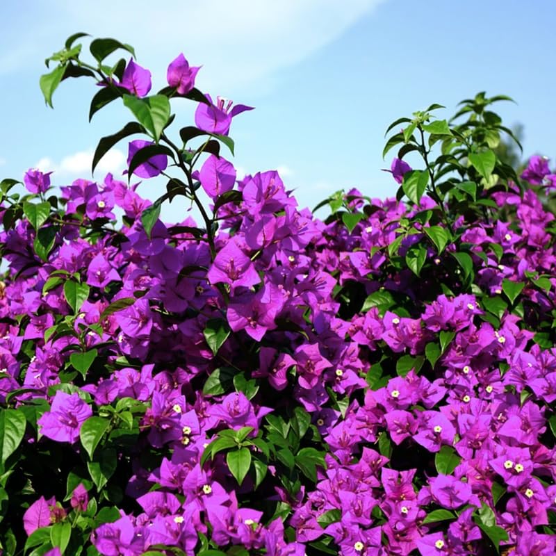 3 Bougainvillea Vine Plants, Bougainvillea Plants Live for Outdoor Landscaping and Containers, 4-7 Inch Tall Well-Rooted, No Pot (Bright Purple Bougainvillea)