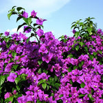 2 Bright Purple Bougainvillea Plants Live, Flowering Bougainvillea Vine 4-8 Inc Height, Climbing Plant for Outdoor Garden and Trellis