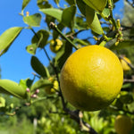 Live Meyer Lemon Tree Plant, Fragrant Citrus Tree, 2-4 Inches Tall in 4 Inch Pot for Growing