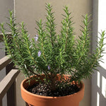 Rosemary Plant, 4" Pot - Perennial Herb Plant, Rosemary Plants Live for Planting Indoor Outdoor Garden Home, Containers