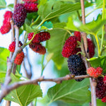Mulberry Tree Live Plant 5 to 8 Inch Tall, Everbearing Mulberry Bush Live Plant, Mulberry Plant Live (Red Mulberry)