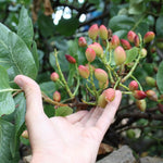 Pack 4 Pistache Tree Seedlings Live Dormant, 1-2 Feet Height, Hardy Ornamental Shade Trees Indoor Outdoor Home Garden