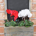Set of 2 Cyclamen Plants Live, Hardy Cyclamen Plants, Vibrant Blooming Houseplant, 4 Inch Pot for Planting (Mix)