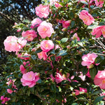 Pink Camellia Live Plant, 10-12 Inch Tall Camellia Japonica in 4" Pot, Flowering Shrub for Indoor or Outdoor Planting