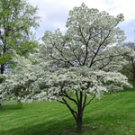 Set 2 White Dogwood Trees Live Plants in Quart Pot, 12 to 24 Inc Tall, Dogwood Trees for Planting Outdoors, White Flowering Dogwood Trees Shrubs Bushes Plants for Outside Planting