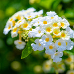 Live Lantana Plant, Perennial Lantana, Vibrant Flower Colors, 4 Inch Pot for Indoor or Outdoor Planting (White Flowers)