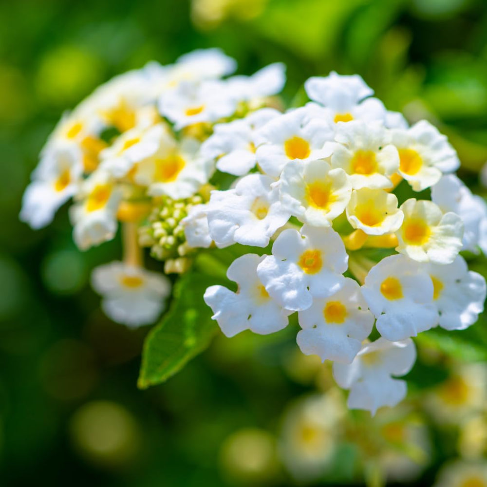 Live Lantana Plant, Perennial Lantana, Vibrant Flower Colors, 4 Inch Pot for Indoor or Outdoor Planting (White Flowers)