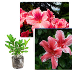 2 Bicolor Red White Azalea Plants Live Tree, Blooming Rhododendron Bushes, 5-10 Inc Tall, No Pot, for Indoor Outdoor Planting, Dogwood Azalea