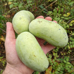 Live Pawpaw Tree in Quart Pot, 1 Year Old Paw Paw Tropical Fruit Tree, Outdoor Planting, Winter Dormant