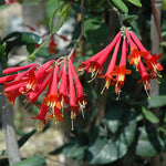 2 Honeysuckle Plants Live for Planting, Fragrant Honeysuckle Vine Live Plants, 5-9" Tall, Hardy Perennial Climbing Vine
