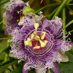 Pack 2 Passion Flower Plants, Light Purple Passiflora Vine Flowering Plant 4-7 Inch Tall, Indoor Outdoor Planting