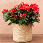 Red Azalea Live Plant, Rhododendron Flowering Shrub for Outdoor Planting, 10 Inches Tall, Hardy Azalea Bush for Landscape and Garden