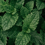 Peppermint Plant Live, Peppermint Herb Plant, 4 Inch Pot for Grrowing