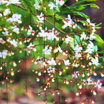 3 Clerodendrum Bleeding Heart Plants Live for Planting, 5-10 Inch Height, Clerodendrum Bleeding Heart Vine Indoor Outdoor (Clerodendrum Wallichii Smithianum)