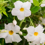 2 White Mandevilla Plants Live 4–7" Tall, Live Mandevilla Flowering Tropical Vines for Patio, Containers and Backyard Landscaping