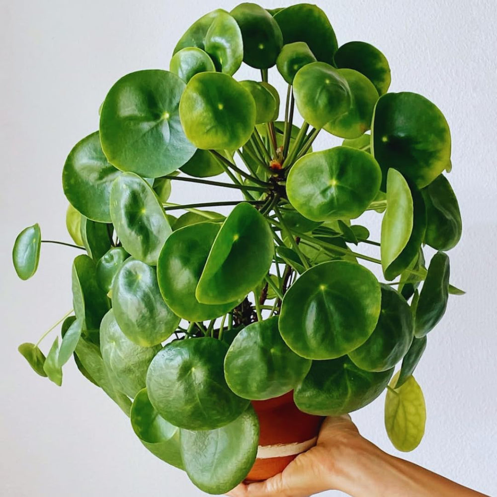 Pilea Peperomioides Plant Live, Money Live Plant, 5 to 7 Inc Height, Houseplant Indoor and Outdoor, Easy to Plant