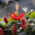 Red Passion Flower Plant Live, Passiflora Flowering Vine, Trailing Passion Flowers 4 to 8 Inch Tall