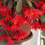 Pack of 2 Red Easter Cactus Plants, Holiday Cactus Flower Plant Succulent, Size 4 to 7 Inch, Without Pot, Easter Cactus Live Plant