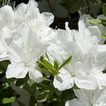 White Azalea Plants Live Tree for Outdoor Growing, 9 Months Old Starter Size, Azaleas Rhododendron Flower Vibrant Color Spring Planting