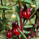 Sabdariffa Roselle Hibiscus Plant Live 4 to 8 Inch Tall, Jamaican Red Roselle Hibiscus Live Plant to Grow, in 4" Pot