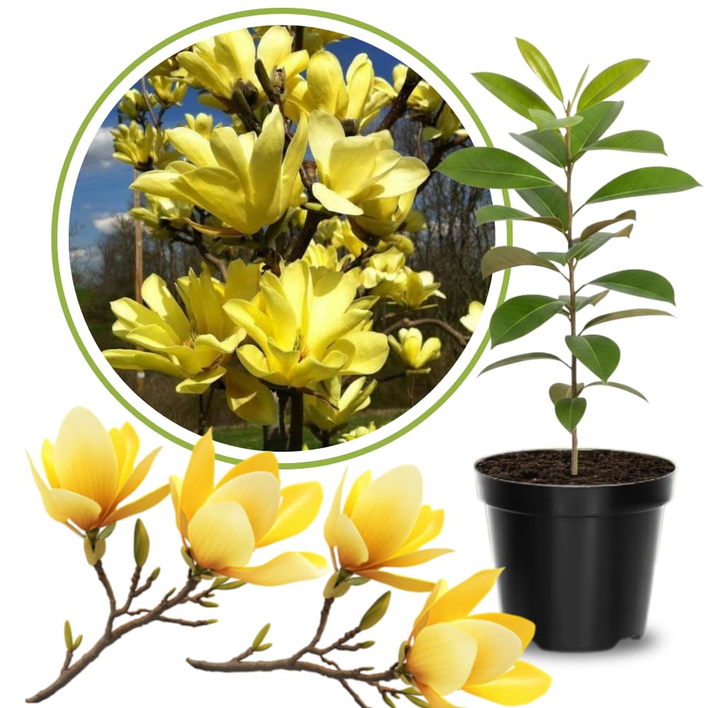 Magnolia Tree Live Plant 6 to 14 Inch Height, Fragrant Magnolia Plant Live to Grow, Magnolia Bush Flowers in Pot (Yellow Bird Magnolia)