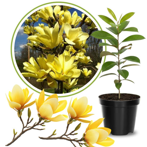 Magnolia Tree Live Plant 6 to 14 Inch Height, Fragrant Magnolia Plant Live to Grow, Magnolia Bush Flowers in Pot (Yellow Bird Magnolia)