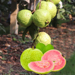 Sweet Pink Guava Tree Live Plant for Outdoor Planting, Tropical Fruit Tree Fragrant and Sweet, Starter Size, 5-9" in Tall