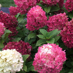 Hydrangea Plant Live Tree, Red Pink to White Color Bloom, 5-10" Well-Rooted Hydrangea Shrub Bush for House Planting Outdoor, Dormant