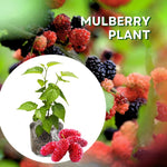 Mulberry Tree Live Plant 5 to 8 Inc Height, Sweet Mulberry Bush Live Plant, Mulberry Plant Live (Red Mulberry)