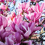 Magnolia Tree Live Plant 6 to 12 Inch Height, Fragrant Magnolia Plant Live to Grow, Magnolia Bush Flowers (Jane Magnolia)