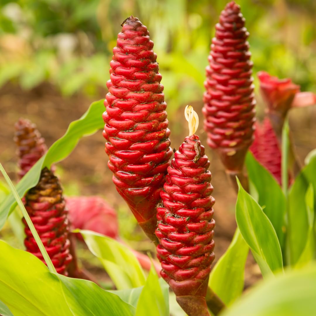 Shampoo Ginger Plant, Awapuhi Ginger Rhizome, 3–5 Inches Tall, Well Rooted, No Pot, Ready for Outdoor Planting