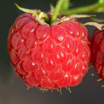 Cold Hardy Raspberry Plants Live for Planting, 6-8 Months Old Raspberry Bushes Live Plant, 5-9" Ready to Plant, Dormant in Winter, Caroline Variety