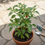 Set 2 Pepper Plants Live for Planting, Pepper Plant, 4-6 Inc Tall, Live Vegetable Plants for Indoor Outdoor Growing (Long Thin Hot Red Peppers)