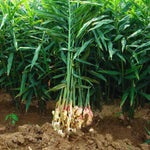 Live Ginger Plants, 2 Ginger Plants Live, 4 to 6 Inches Tall,Ginger Live Plants, Ginger Well Rooted, Ginger Starter Plants for Growing Outdoors Indoors