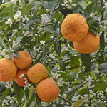 Fragrant Clementine Tree Live Plant, Citrus Fruit Tree in 1 Gallon Pot, Sweet Mandarin Orange Plant for Patio Container Garden, Zones 9-11