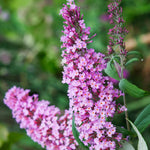 Butterfly Bush Plant Live, Perennial Buddleia Bushes Ready to Grow Outdoor 4-8 Inches (Pink Buddleia)