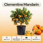 Clementine Mandarin Tree Live Plant, 1-2 Feet Tall in 1 Gallon Pot, Sweet Citrus Fruit Tree for Outdoor Garden, Easy Care Potted Citrus Tree