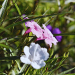 5 Pink Mexican Petunia Plant Live, Planting Ornaments Garden Perennials Simple to Grow Pots Gift