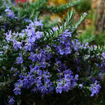 6 Live Rosemary Plants, Blue Rosemary Herb Plants 4-6" Tall for Outdoor Garden or Pots