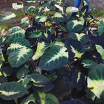 Colocasia Elephant Ears Live Plant, Alocasia Plant, Esculenta Taro Live Houseplant, 5-7 Inc Tall (Green Yellow Leaf)