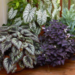 2 Live Begonia Angel Wing Maculata Set, Size 5-9 Inch Tall, Summer Polka Dot Begonia Plants, Indoor Outdoor Decorative Houseplants