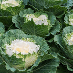 White Ornamental Cabbage Plant in 4 Inch Pot, Colorful Cabbage Plants Live for Outdoor Indoor Garden