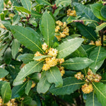 Laurus Nobilis Bay Leaf Tree Plant Live, 8 Months Old Bay Laurel Sweet Bay Live Plant for Planting, Fragrant Bayleaf Tree, Bare Root, Well-Rooted Plant Live