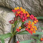 Pack 2 Red Milkweed Live Plants, Butterfly Tropical Milkweed Shrub, Asclepias Tuberosa Plants 4-8 Inches