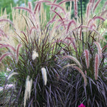 2 Red Purple Fountain Grass Plants Live for Planting, Ornamental Grass Live Plants, 5-9 Inch Tall, Purple Grass Indoor Outdoor