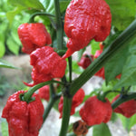 6 Red Carolina Reaper Pepper Plants Live, 80 Days Old Peppers for Growing, Hot Chili Trees for Planting, No Pot, 5 to 9 Inc Tall