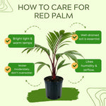 Palm Tree Live Plant, Fully Rooted in 3 Gallon Pot, Rare Tropical Plant Live for Indoor or Outdoor Growing, Red
