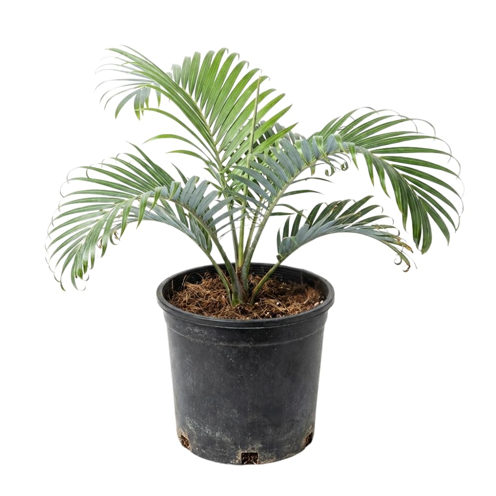 Palm Tree Live Plant, Fully Rooted in 3 Gallon Pot, Rare Tropical Plant Live for Indoor or Outdoor Growing, Seashore