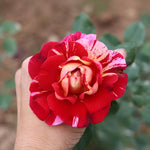 Fragrant Climbing Rose Live Plant, Well Rooted 5-9" Tall, No Leaf, Indoor Outdoor Climber, Rose Bush, Hybrid Tea Rose Like (Fourth of July)